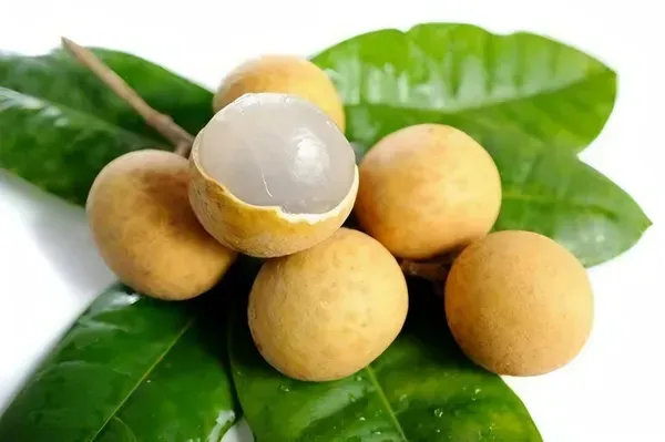 Ornamental_Time_Longan_Plant_Organic