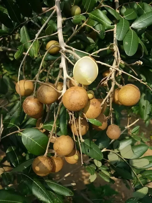 Ornamental_Time_Longan_Plant_Organic