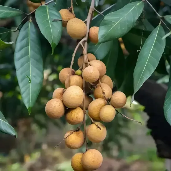 Ornamental_Time_Longan_Plant_Organic