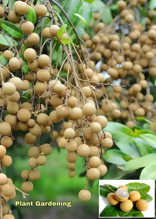 Ornamental_Time_Longan_Plant_Organic