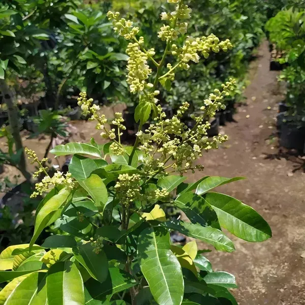 Ornamental_Time_Longan_Plant_Organic