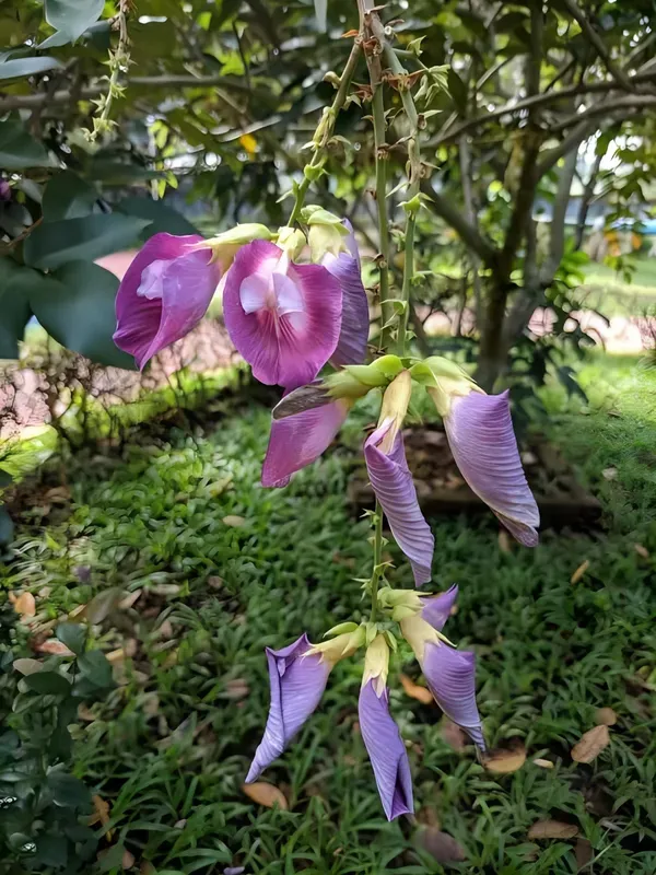 Butterfly_Aprajita_Purple_Organic_Plant