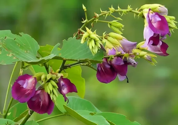 Butterfly_Aprajita_Purple_Organic_Plant