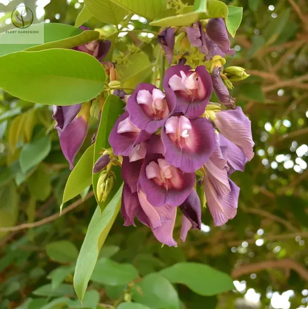 Butterfly_Aprajita_Purple_Organic_Plant