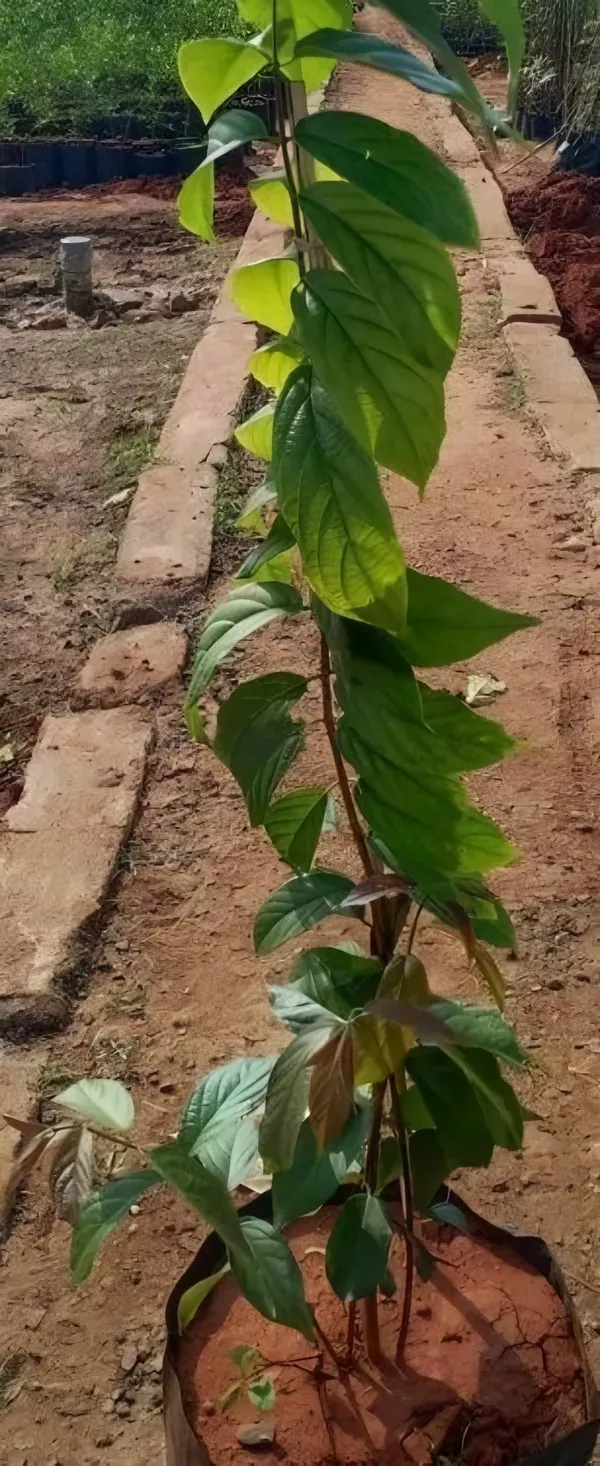 Butterfly_Aprajita_Purple_Organic_Plant