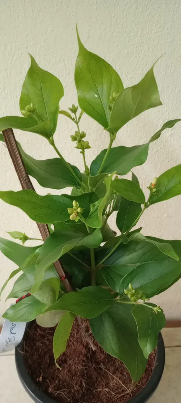 Coral_Jasmine___Organic_Plant_For_Home