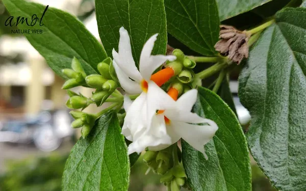 Coral_Jasmine___Organic_Plant_For_Home