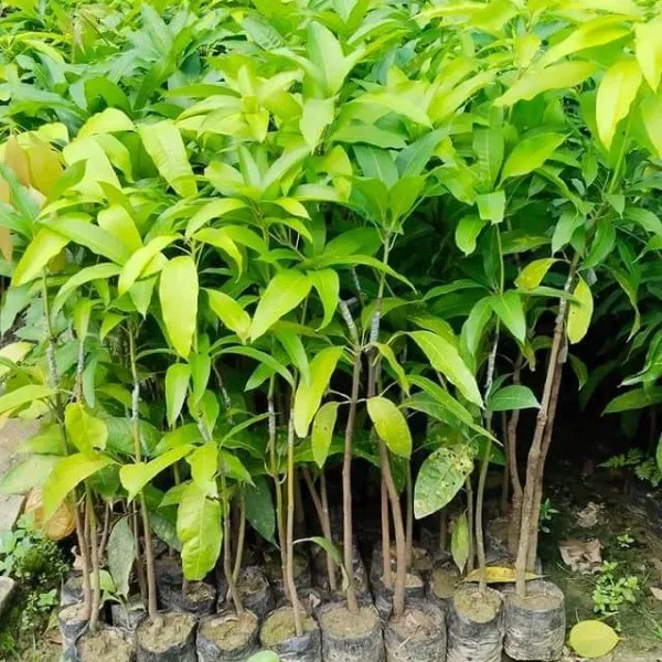 Ornamental_Mango___Organic_Plant_For_Home