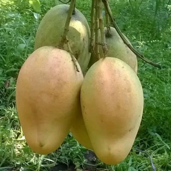 Ornamental_Mango___Organic_Plant_For_Home
