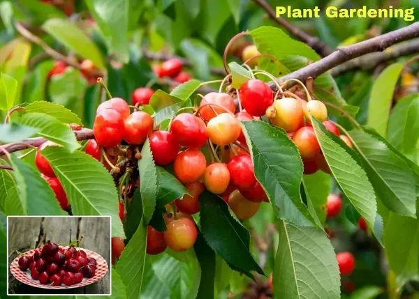 Hot_Climate_Cherry_Organic_Plant