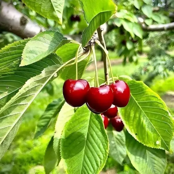 Hot_Climate_Cherry_Organic_Plant