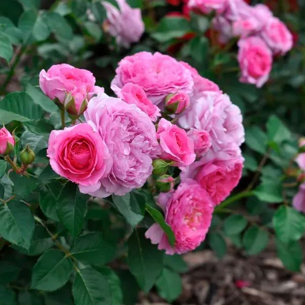 Double_Ornamental_Rose_Organic_Plant