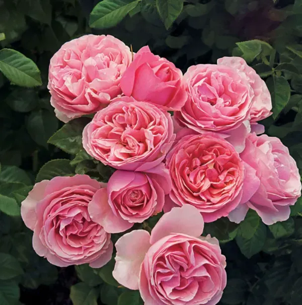 Double_Ornamental_Rose_Organic_Plant