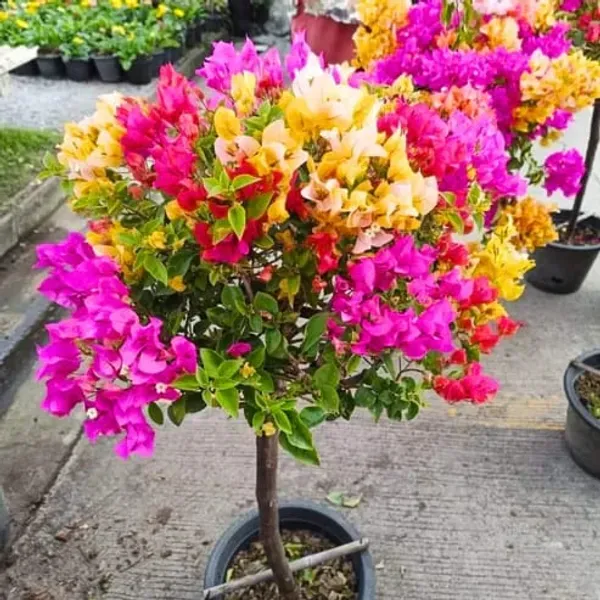 Multicolor_Thai_Bougainvillea_Organic_Plant