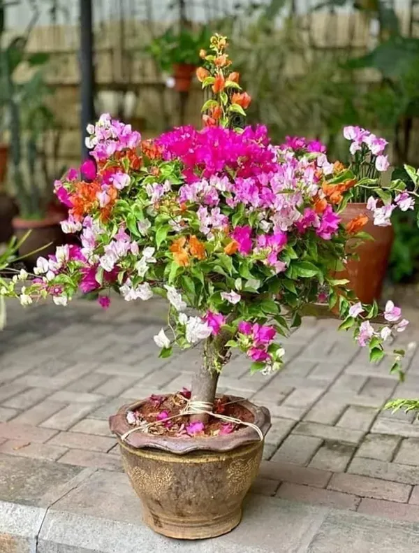 Multicolor_Thai_Bougainvillea_Organic_Plant