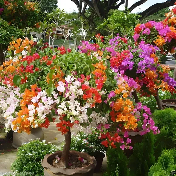 Multicolor_Thai_Bougainvillea_Organic_Plant