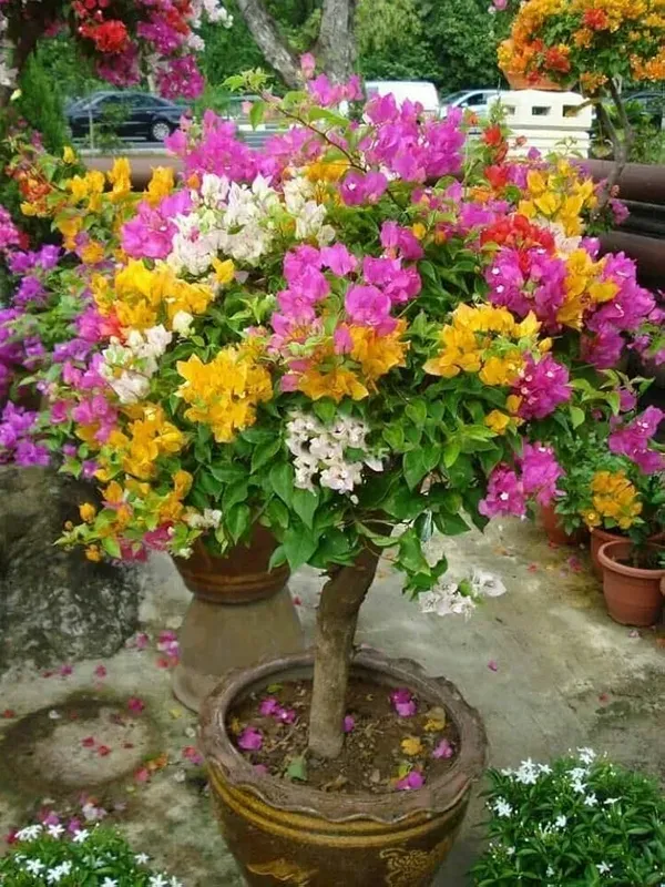 Multicolor_Thai_Bougainvillea_Organic_Plant