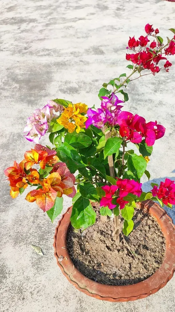 Multicolor_Thai_Bougainvillea_Organic_Plant