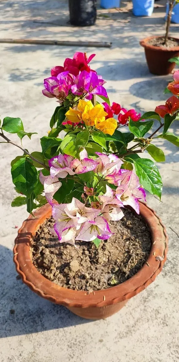 Multicolor_Thai_Bougainvillea_Organic_Plant