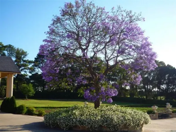 Jacarnda_Blue_Organic_Jacaranda_Plant