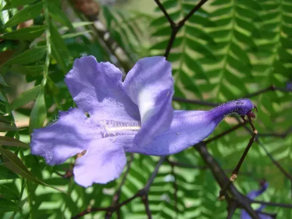 Jacarnda_Blue_Organic_Jacaranda_Plant