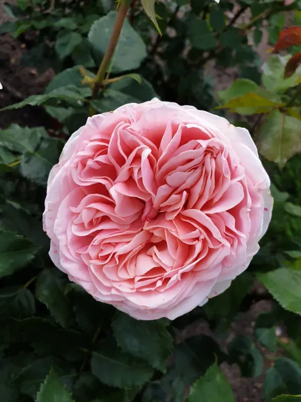 Amorosa_Rose_Organic_Plant_For_Home