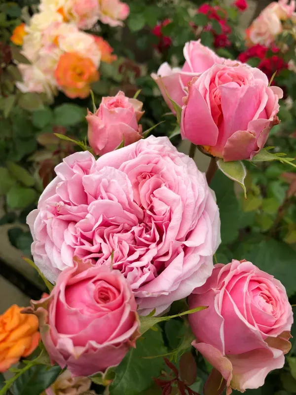 Amorosa_Rose_Organic_Plant_For_Home