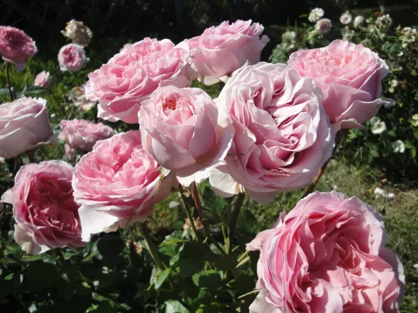 Amorosa_Rose_Organic_Plant_For_Home