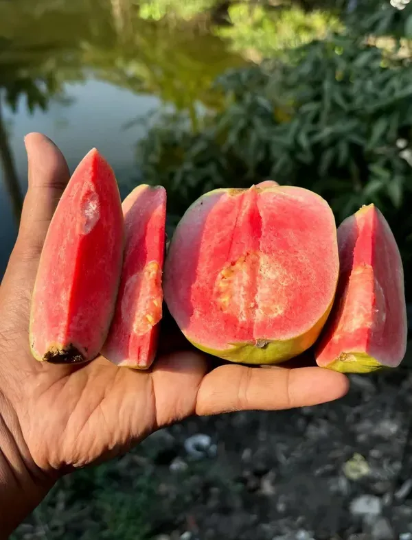 Madhuri_Guava_Organic_Plant_For_Home