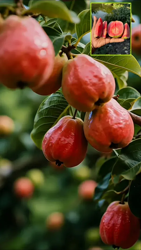 Madhuri_Guava_Organic_Plant_For_Home