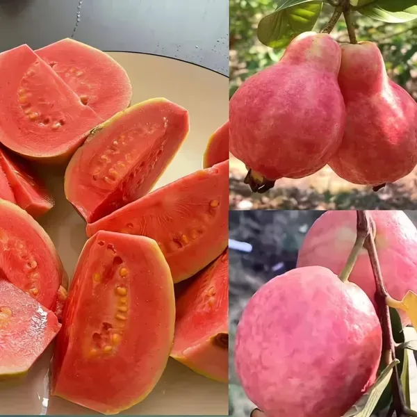 Madhuri_Guava_Organic_Plant_For_Home