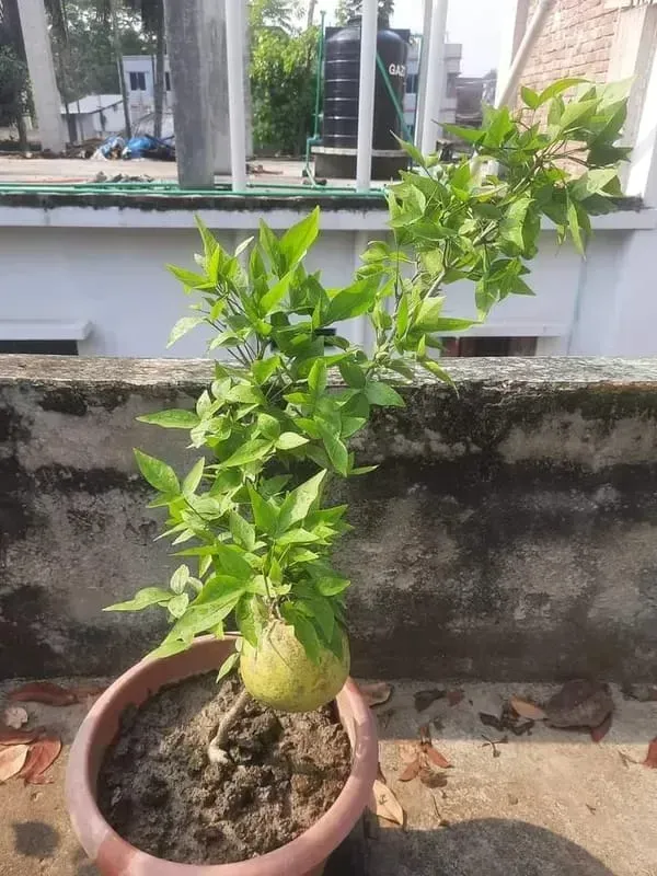 Yielding_Variety_Organic_Bael_Plant