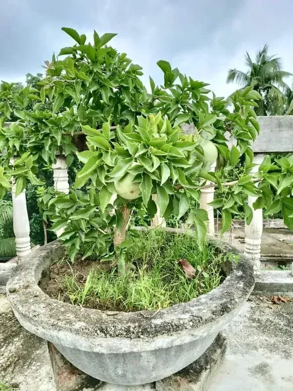 Yielding_Variety_Organic_Bael_Plant