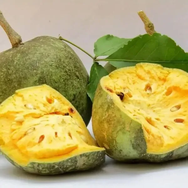 Yielding_Variety_Organic_Bael_Plant