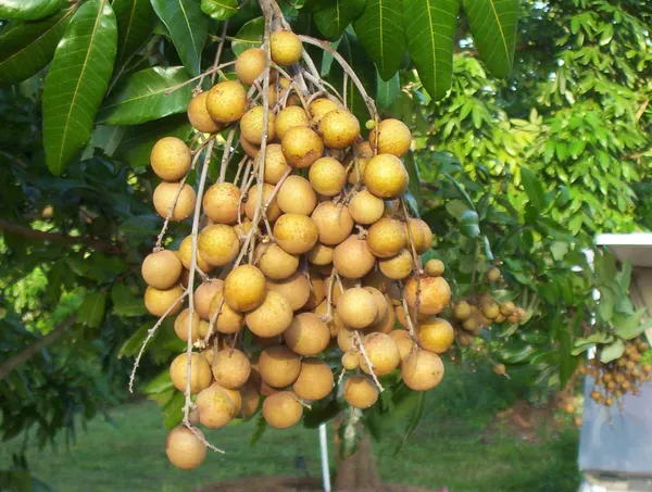 Khaki_Longan___Organic_Plant_For_Home