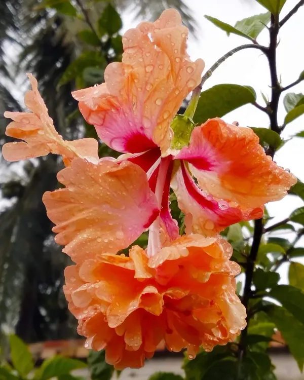 Yellow_Bitkel_Hibiscus_Organic_Plant