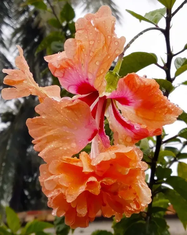 Yellow_Bitkel_Hibiscus_Organic_Plant