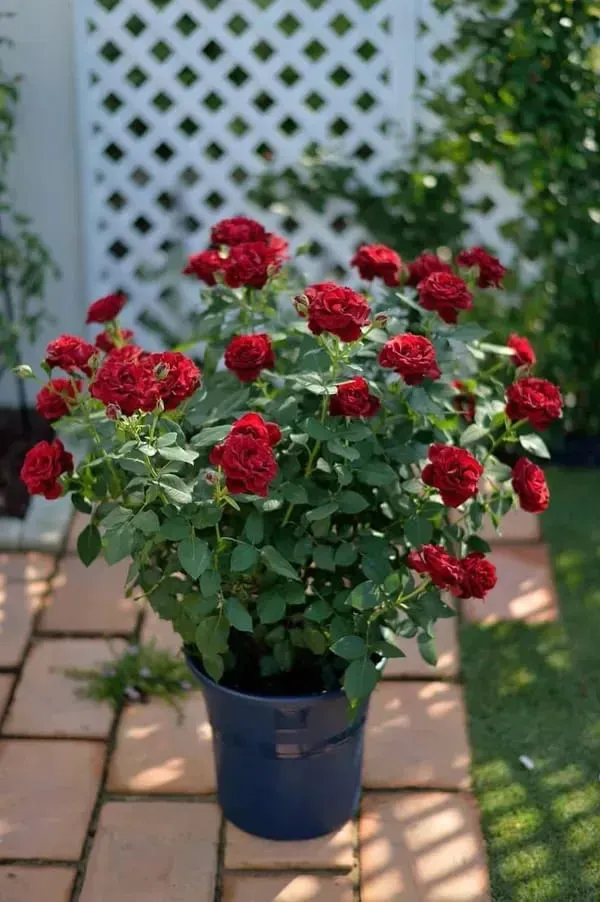 Rose_Plant_Mixed_Colors_Organic