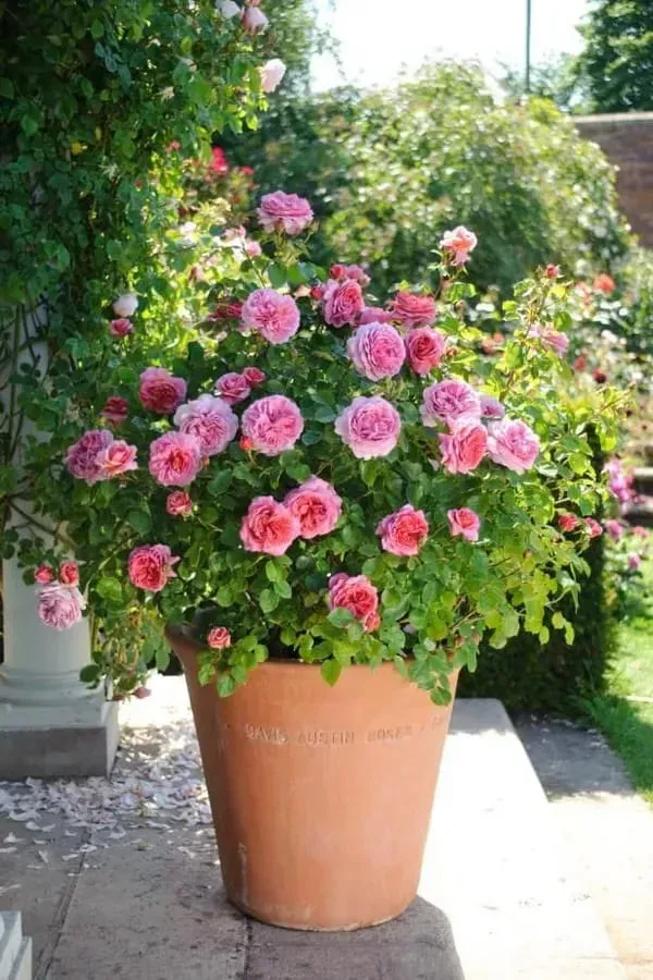 Rose_Plant_Mixed_Colors_Organic