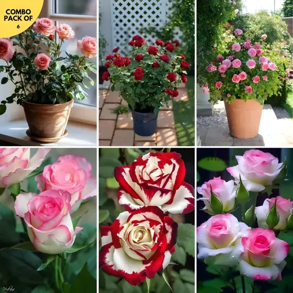 Rose_Plant_Mixed_Colors_Organic