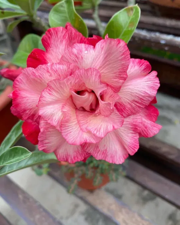 Rosey_White_Adenium_Organic_Plant