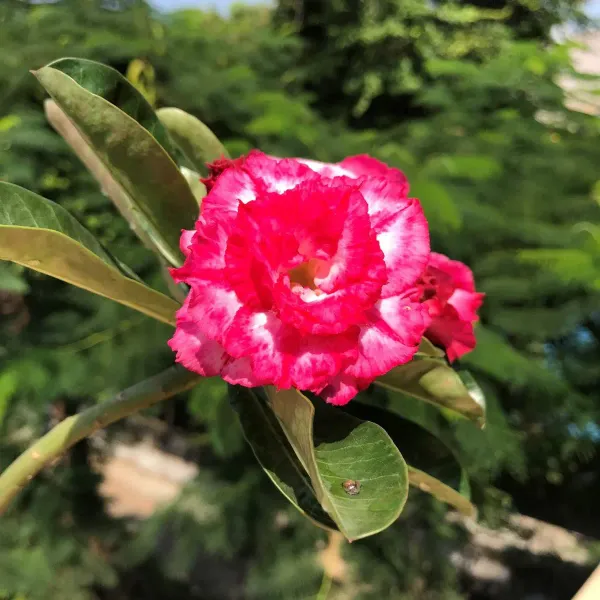 Rosey_White_Adenium_Organic_Plant