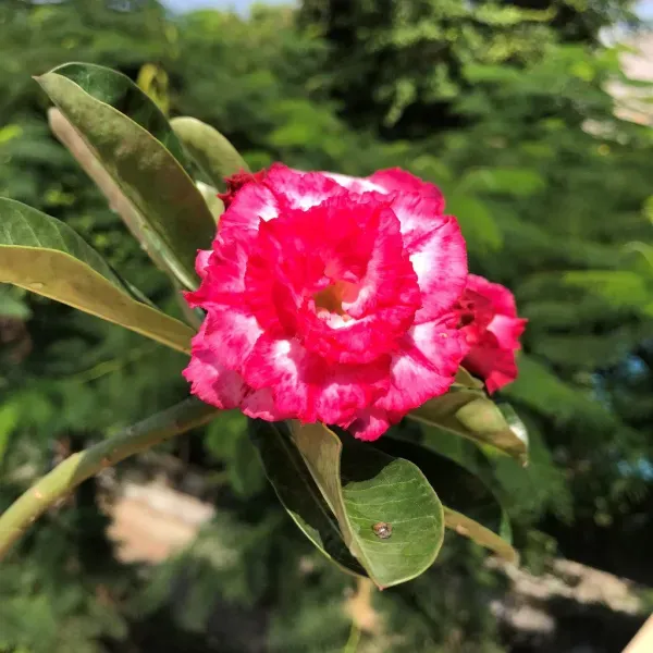 Rosey_White_Adenium_Organic_Plant