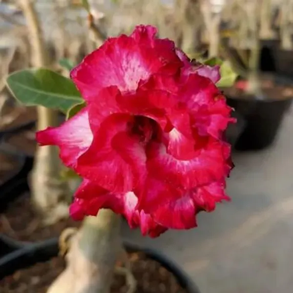 Rosey_White_Adenium_Organic_Plant