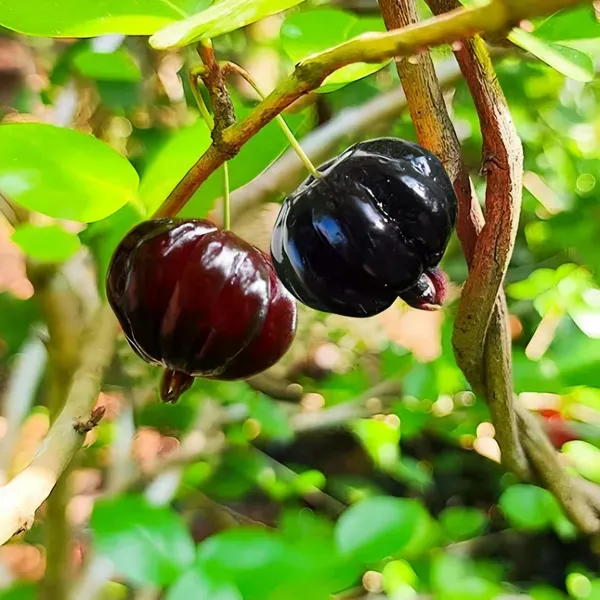 Black_Surinam_Cherry_Organic_Plant