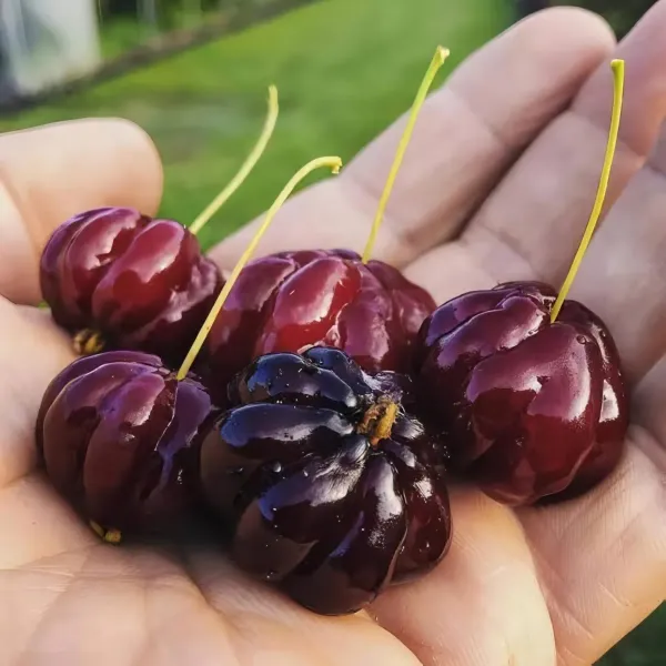 Black_Surinam_Cherry_Organic_Plant
