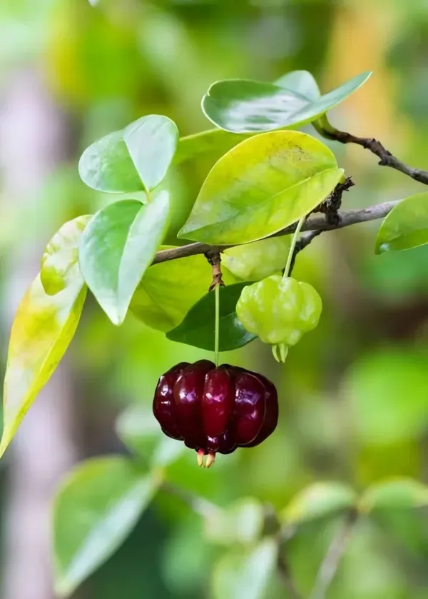 Black_Surinam_Cherry_Organic_Plant