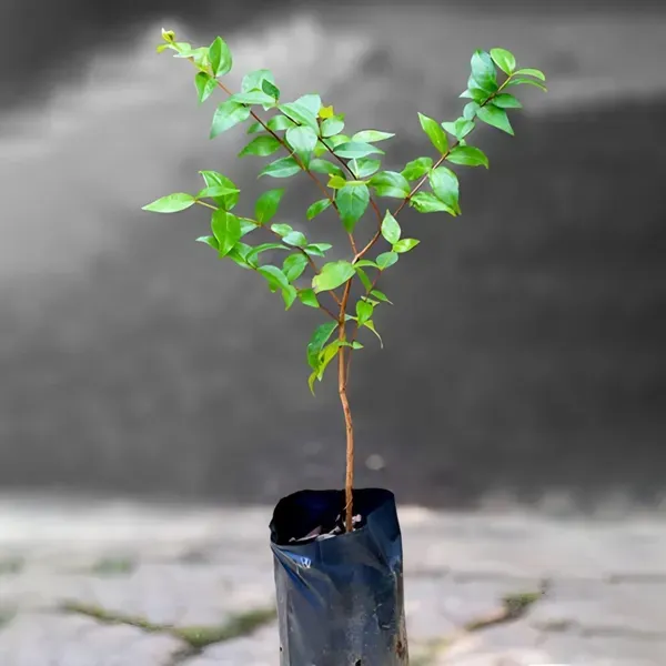 Black_Surinam_Cherry_Organic_Plant