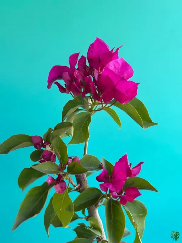 Purple_Bougainville_Organic_Bougainvillea_Plant