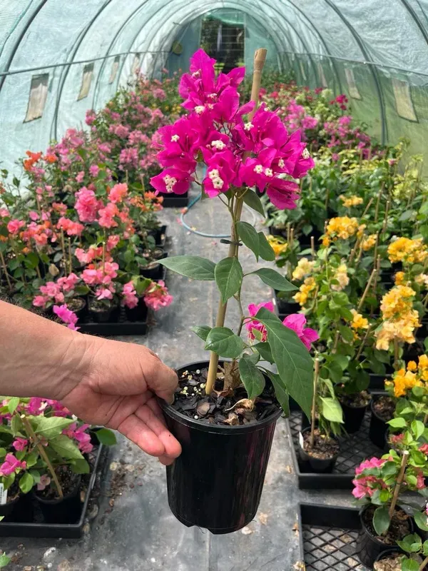 Purple_Bougainville_Organic_Bougainvillea_Plant